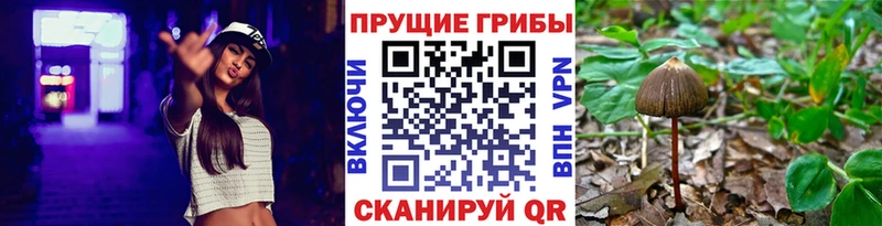 Купить закладки  Верхотурье  Псилоцибиновые грибы Psilocybe 